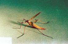 Image related to Clover seed-Cranefly