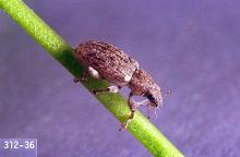 Image related to Clover seed-Sweetclover weevil