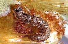 Image related to Corn, sweet-Corn earworm