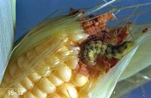 Image related to Corn, sweet-Corn earworm