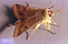 Image related to Corn, sweet-Corn earworm