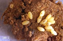 Image related to Corn, sweet-Corn rootworm (adult)