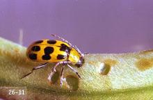 Image related to Corn, sweet-Corn rootworm (adult)
