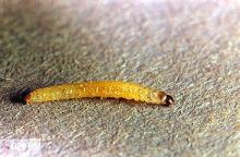 Image related to Corn, sweet-Corn rootworm (adult)