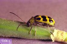 Image related to Corn, sweet-Corn rootworm (adult)