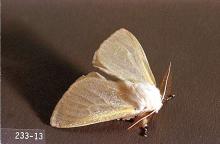 Image related to Cottonwood (Populus)-Satin moth