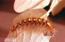 Image related to Cottonwood (Populus)-Satin moth