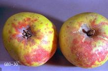 Image related to Crabapple (Malus)-San Jose scale