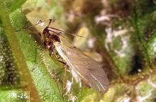 Image related to Currant and gooseberry-Currant aphid