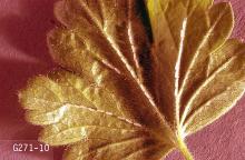 Image related to Currant and gooseberry-Imported currant worm