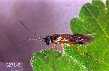 Image related to Currant and gooseberry-Imported currant worm