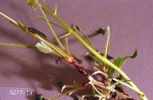 Image related to Currant and gooseberry-Imported currant worm