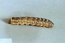 Image related to Dahlia (Dahlia)-Cutworm