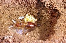 Image related to Dahlia (Dahlia)-Earwig