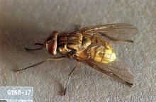 Image related to Dairy cattle-Stable fly