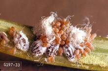 Image related to Douglas-fir (Pseudotsuga)-Cooley spruce gall adelgid