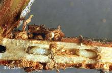 Image related to Douglas-fir (Pseudotsuga)-Douglas-fir twig weevil