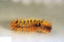 Image related to Douglas-fir (Pseudotsuga)-Silverspotted tiger moth