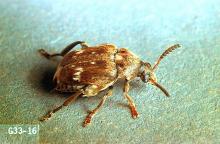 Image related to Dry edible and seed pea-Pea weevil