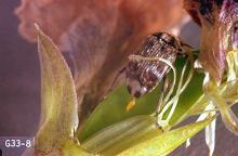 Image related to Dry edible and seed pea-Pea weevil