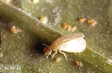 Image related to Eggplant-Whitefly