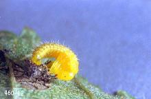 Image related to Elm (Ulmus)-Elm leaf beetle