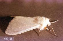 Image related to Elm (Ulmus)-Fall webworm