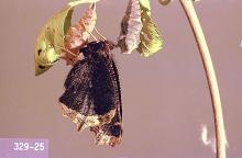 Image related to Elm (Ulmus)-Spiny elm caterpillar (mourningcloak butterfly)