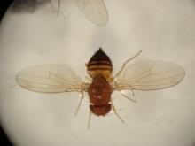 Spotted wing drosophila- adult female