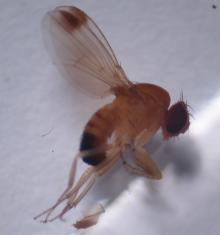 Spotted wing drosophila- adult male, Drosophila suzukii 