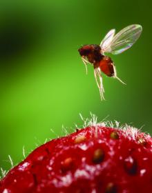 Image of a female spotted wing drosophila (Drosophila suzukii) above a strawberry