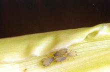 Image related to Field and silage corn-Aphid