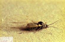 Image related to Field and silage corn-Aphid