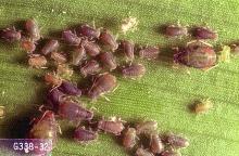 Image related to Field and silage corn-Aphid