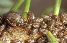 Image related to Fir (Abies)-Bow-legged fir aphid