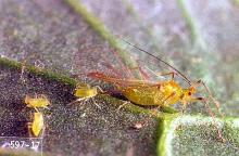 Image related to Fuchsia (Fuchsia)-Aphid