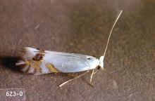 Image related to Golden chain (Laburnum)-Leafminer