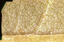 Image related to Golden chain (Laburnum)-Leafminer