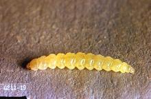 Image related to Golden chain (Laburnum)-Leafminer