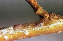 Image related to Grape-Cottony maple scale