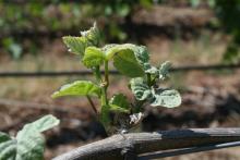 Image related to Grape-Grape rust mite