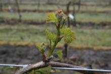 Image related to Grape-Grape rust mite