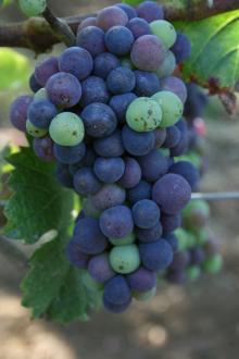 Image related to Grape-Thrips