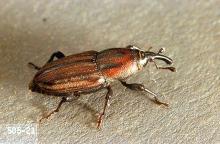 Image related to Grass seed-Billbugs