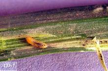 Image related to Grass seed-Leafminer