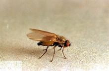 Image related to Grass seed-Leafminer