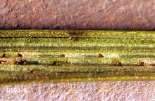 Image related to Grass seed-Leafminer