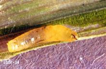 Image related to Grass seed-Leafminer