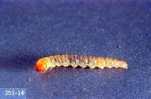 Image related to Grass seed-Sod webworm (cranberry girdler)