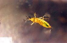 Image related to Grass seed-Thrips